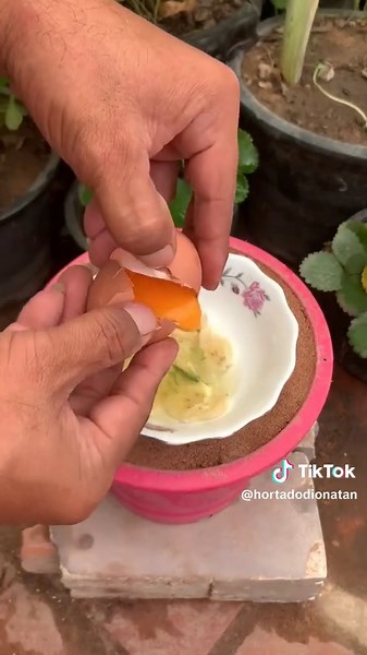 Ultimate Guide to Mango Planting and Rooting Process