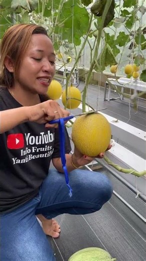 Hydroponic Melon #hydroponicmelon