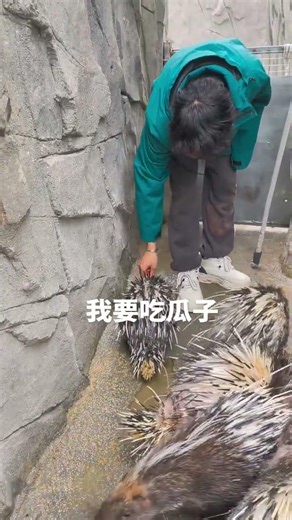 开箱两个神秘物品：谁知道里面是什么？动物魔法 动物开箱 惊喜开箱