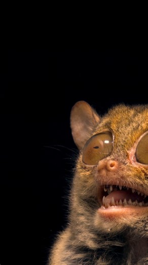 National Geographic Society on Instagram: "Look out! 👀 Here comes the only fully carnivorous primate, the tarsier. This small but mighty Horsfield’s tarsier (Cephalopachus bancanus borneanus) was documented at Taman Safari in Indonesia by #NatGeoExplorer and National Geographic Photo Ark founder @JoelSartore. #PhotoArk uses the power of photography to inspire people to delve into the captivating lives of wildlife, revealing their remarkable behaviors and exploring solutions to safeguard them fr