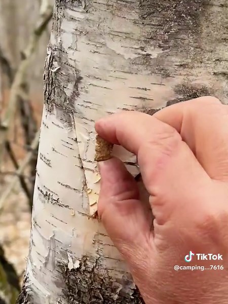 Survive the Wild: Tap Birch Trees for Fresh Water