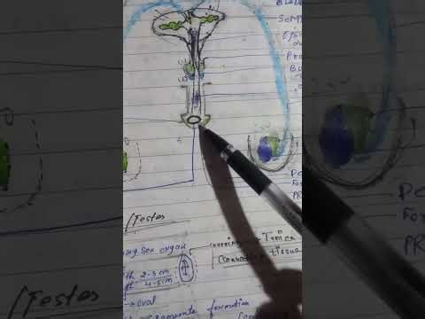 Male reproductive system easy language m reproduction ka introduction bhi h