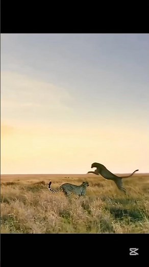 Cheetah Vs Falcon Speed Challenge | Who Will Win The 390 Km/h Race?