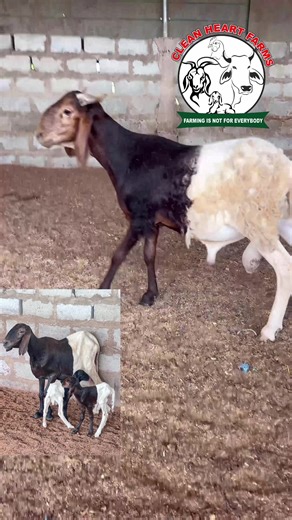 Sheep Farming Techniques for Successful Livestock Management