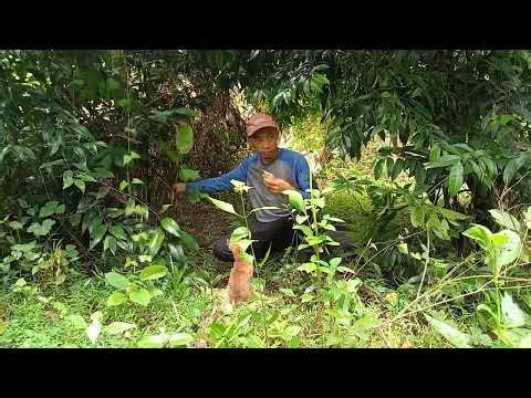 Solo Backpacking With my puppy dog