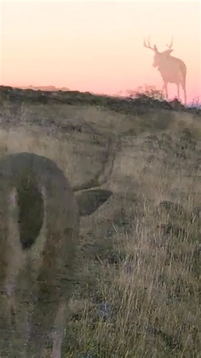 Seth Watts on Instagram: "Off into the sunset. #deer #moultrieproducts #gamecamera #trailcamera #migration"