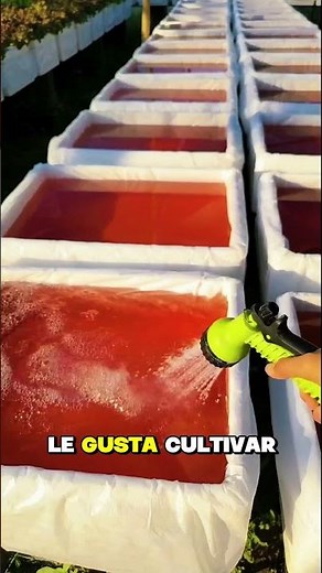 🌟Step-by-step hydroponics guide🌱in my profile link