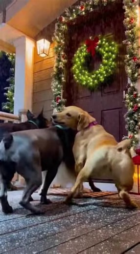 The Cutest Dogs Twerking on TikTok