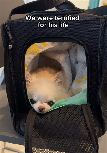 It’s a mystery what happened to tiny senior chihuahua Cedric, but we’re extrebeky happy and grateful he’s still here with us 🥹🐾🐶🤞#dog #chihuahua #fyp #seniordog #doghealth