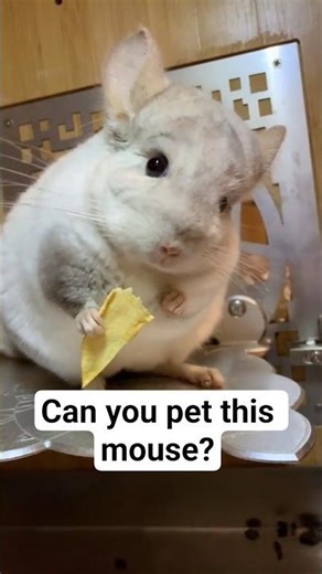 Can I keep this mouse as a pet?