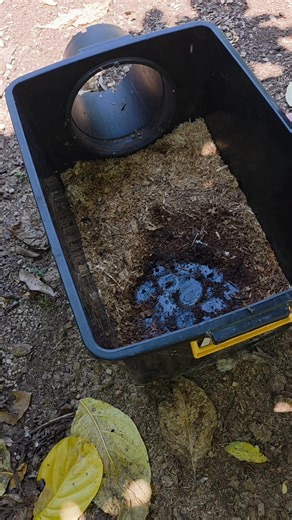 Well this was a first for me. I have never had to catch an Olive Python (Liasis olivaceus) egg before. I got home from the trip last night to find that Mrs. Olive Python was laying eggs. I went to check her this morning only to find that she had left her eggs (16) and was moving around the enclosure. She seemed to have 3 eggs still to lay but was having trouble getting them out. I managed to encourage one of the eggs to come out but no luck with the other two. If they're not out in the morning, 