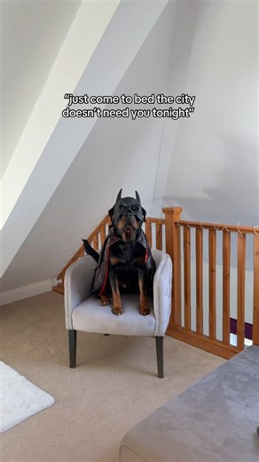 i wish he’d take a night off #batman #rottweiler #funny #comedy