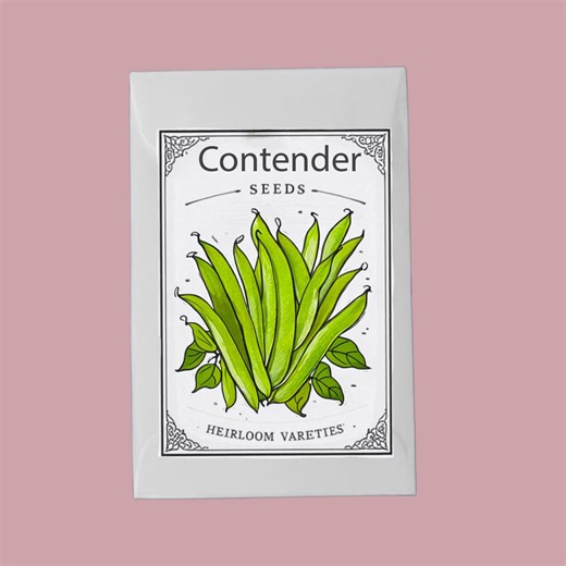 Contender Bush Bean Seeds, 50, Organic Heirloom Non-gmo, Stringless Snap Bean - Etsy