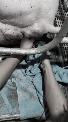 Patuloy na Paglago sa Piggery Business