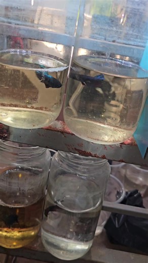 Vẫn Là Lên Combo Xiêm Mã 80 cho khách #pht #caxiemchoi #caxiem #caxiemda #pht