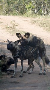 Dogs can be the cutest creatures full of love ❤️ #southafrica #wilddog #visitsouthafrica #safari #wildafrica #naturereels #naturevideos #naturelovers #natureaddicts #rareanimals #wildlifephotography #beautifulanimals #beautifulnature | Curt is Wild