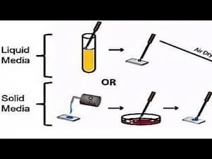 Bacterial Smear Preparation from “Solid Medium”