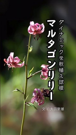 植えっぱなしで毎年美しい花を咲かせるユリの一種「マルタゴンリリー」 #秋植え球根 #球根花 #球根植物 #Shorts #ガーデニング