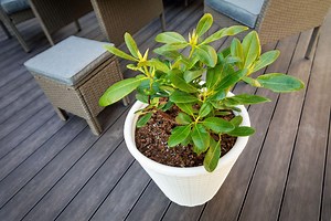 Fusy z kawy - pod jakie rośliny? Twoje kwiaty odżyją! Poznaj ten jeden sposób