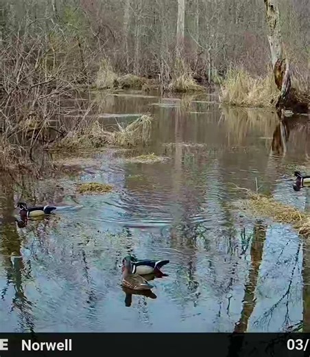 Danger? What kind of bird was that ?? #ducksoftiktok #woodducks #birdsoftiktok #birdsoftiktok #nature #ducks #birds