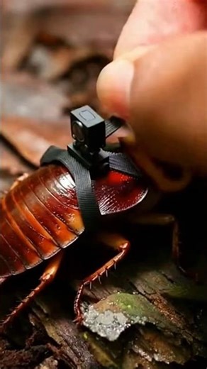 I Put a Camera on a Burrowing Cockroach… 🪳😳 What I Saw Inside! #Shorts