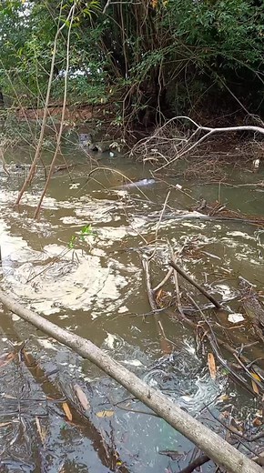 Peixe Boto no Rio Tocantins: Uma Experiência Única