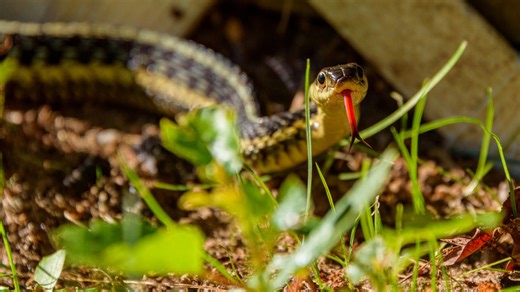 Get rid of this landscaping feature if you hate snakes (and what to replace it with)