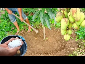 How to apply urea and MSG fertilizer to fruit trees