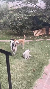 16K views · 322 reactions | The dogs are checking each other out | Erica Derrickson | Facebook