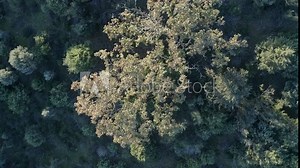 Ascending flight with overhead view where we see an oak tree with its leaves beginning to dry. The footage rotates and as we ascend, the rotation becomes faster, more pine trees appear.