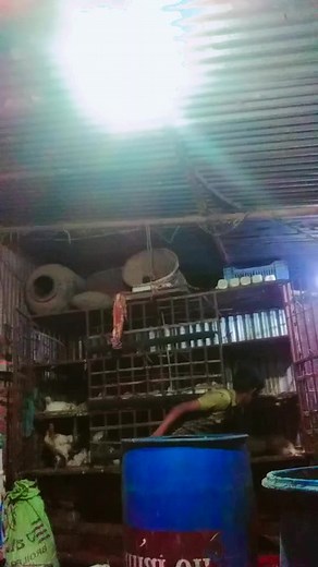 Dyeing Poultry at Home: Step-by-Step Guide