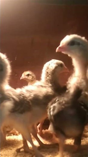 4 Days to 1 Week Old Chicks Update | Fast Growing Healthy Chicks 🐥