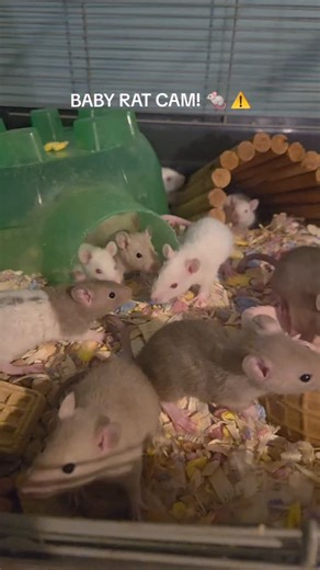 We are drowning in baby rats here at the rescue. There are close to 50 that will be needing homes in about 2 weeks. They are being handled often so they will make fantastic little buddies for our adopters! #rats #rat #rescue #animals #animalrescue | Atlantic Critters Rescue