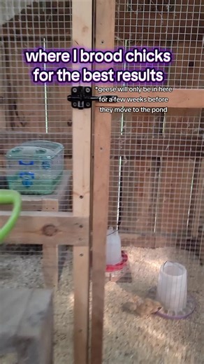 Brooding Chicks with Adult Flock for Smooth Transitions