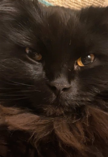 #cat #BoBeewankanobie #floof #clean #soclean