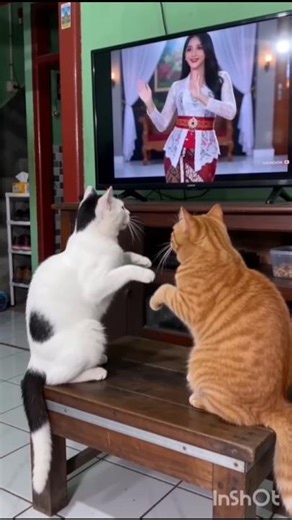 cats dance with girl 🐈‍⬛💃👯👯‍♂️🐈‍⬛#shots #yt #viral #funny #pets