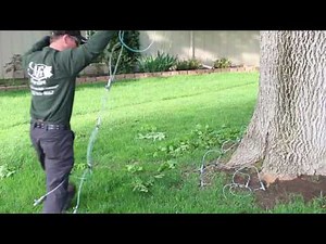 Emerald Ash Borer Prevention - Tree Trunk Injection