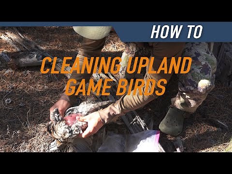 How to Clean Upland Birds