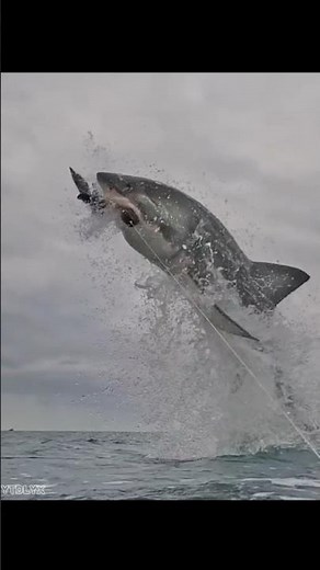 Terrible Animals 😮 #shorts #viralshorts #shortsfeed #viraltiktok