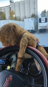 187K views · 7.4K reactions | Always spitting at the boxers so they remember who's boss.  #odiethetruckingcat #catsoffacebook #gingercatsass #orangecat #bosscat #catsarethebest #truckercat | Odie the Trucking Cat | Facebook