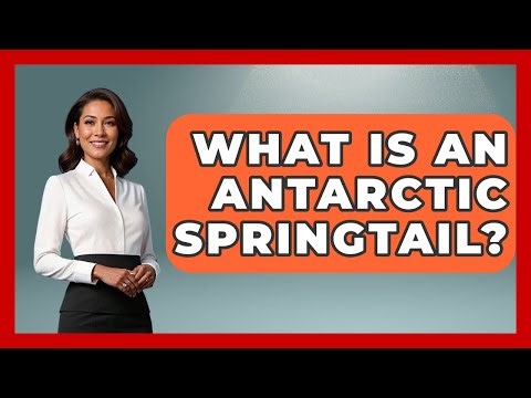 What Is An Antarctic Springtail? - Polar Regions Uncovered