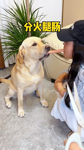 518K views · 5.1K reactions | Dog: This is totally unfair…  | Hot-tempered dog | Facebook