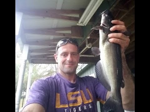 Chumming for Catfish Using Dog Food
