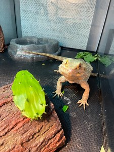 Bulk Spineless Cactus Edible Prickly Pear Fresh Pads Opuntia Thornless Hydrating Reptile Food for Tortoises, Bearded Dragons, Iguana Lizards - Etsy