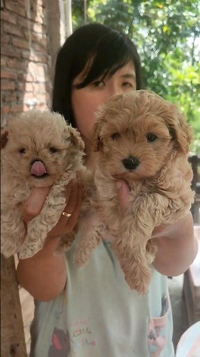 maltese mix breed with toy poodle #maltese #poodle