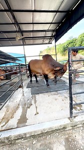 150K views · 1.1K reactions | Huge red Brahman bull | Biggest Bulls Of Bangladesh | Facebook