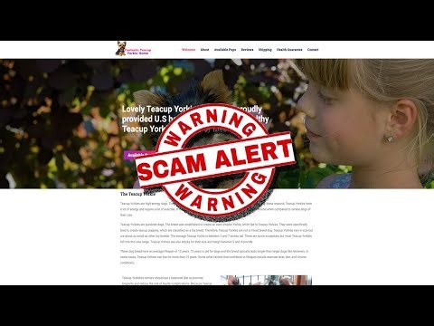 Is Fantasticteacupyorkiehome.com (Fantastic Teacup Yorkie Home) legit or a scam?