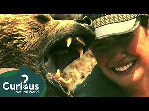 A Near Death Experience With A Grizzly Bear | Human Prey | Curious?: Natural World