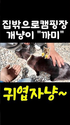 집밖으로캠핑장 개냥이 까미 등장♡ 너무 귀엽자냥~