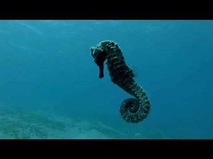 Seahorse Serenity 10 Hours Soothing Relaxing Music for Sleep Study